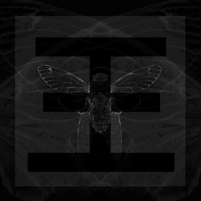 Cicada
