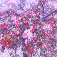 Album cover for Cherish