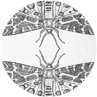 Album cover for The Sparrow