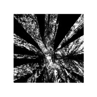 Album cover for 青木ヶ原 // 樹海