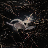 Album cover for When True Loneliness is Experienced