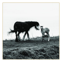 Album cover for Harrows on the Down