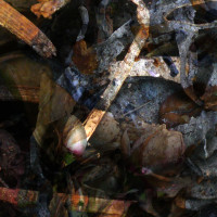 Album cover for A Hollow Full of Hope
