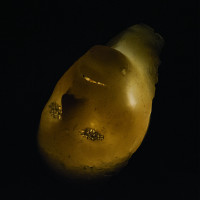 Album cover for Introvertere