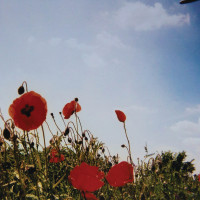 Album cover for Bloem