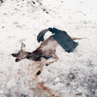 Album cover for Debemur Morti