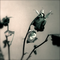 Album cover for Enjoy Your Death Trap