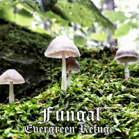 Album cover for Fungal