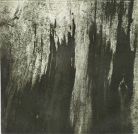 Album cover for Der Erde entwachsen (Gewollte Wunden)