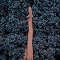 Album cover for Ruin